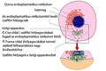Golgi-készülék