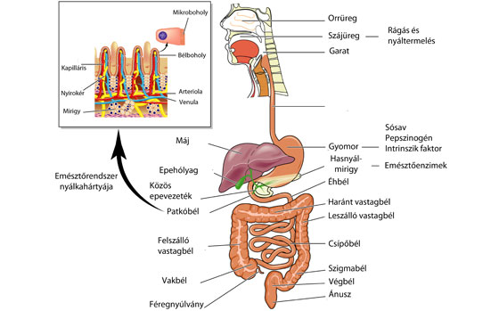 Emésztőszervek anatómia ábra