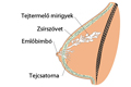 Emlők tejtermelése