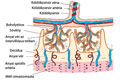 Placenta anatómiája