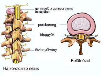 Csigolyák és porckorongok; Forrás: http://www.gettyimages.com/home.aspx