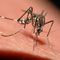 A malária tünetei, kezelése