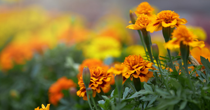 Bársonyvirág (büdöske) (Tagetes sp.)