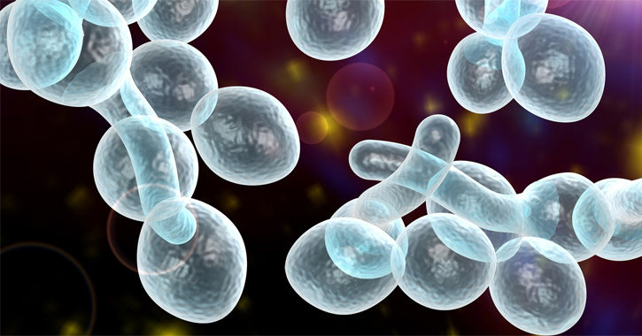 Candida
