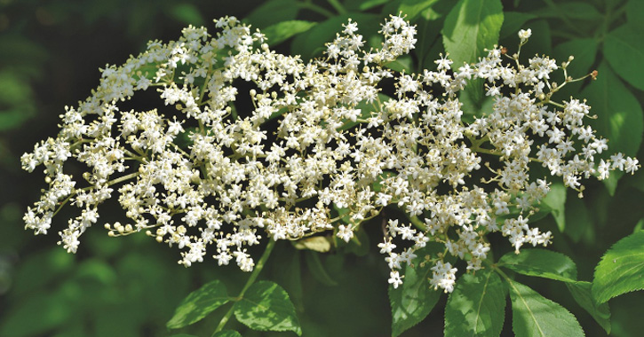 Fekete bodza (Sambucus nigra)