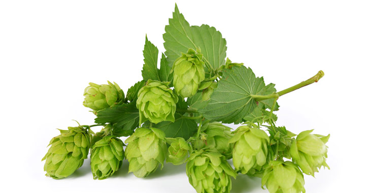 Komló (Humulus lupulus)