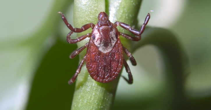 Kullancsencephalitis