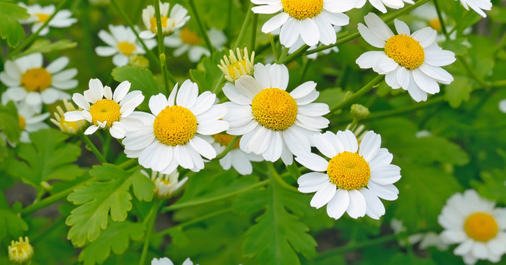 Őszi margitvirág (Tanacetum parthenium)