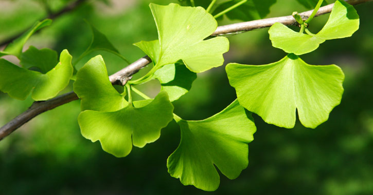 Páfrányfenyő (Ginkgo biloba)