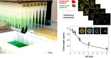 Az antibiotikum-keverékek hatékonysága és egyes antibiotikumok
