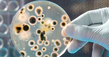 A Salmonella-fertőzés (salmonellosis) típusai