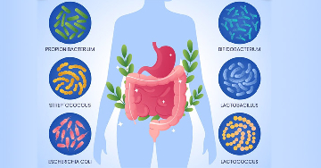 Antibiotikum és probiotikum - A probiotikumok alkalmazásának előnyei, javallatai
