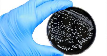 A Campylobacter-fertőzés