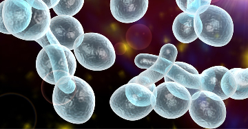 A Candida-fertőzések (candidiasis)
