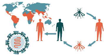 Dengue-láz - Mennyire veszélyes?