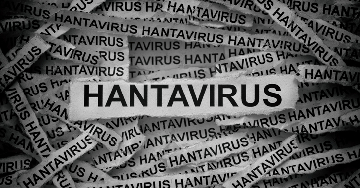 Hantavírusok – Ritka, de súlyos fertőzések rágcsálóktól