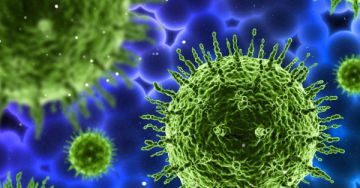 Nemi és egyéb HPV vírusok - A HPV vírusok típusai