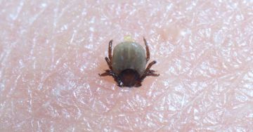 A borreliosis, azaz a Lyme-kór okai és tünetei