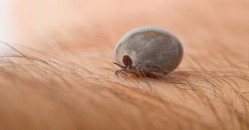 Kullancs terjesztette betegségek és tüneteik