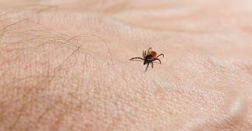 Kullancs által terjesztett agyvelőgyulladás - Kullancsencephalitis