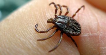 Kullancsencephalitis és Lyme-kór - Most van itt a megelőzés ideje