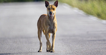 A veszettség (rabies)