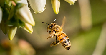 Mi a teendő rovarcsípés-allergia esetén?
