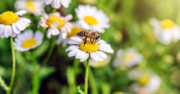 Méhcsípés-allergia - Honnan tudhatom, hogy érintett vagyok-e?