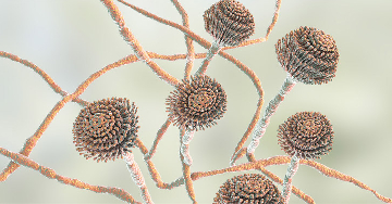 Élelmiszerek és mikotoxinok - Mennyire veszélyesek a láthatatlan gombák?