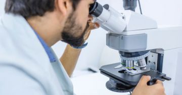 Urothel laphámsejt a vizeletben - Mit jelent a laboreredmény?