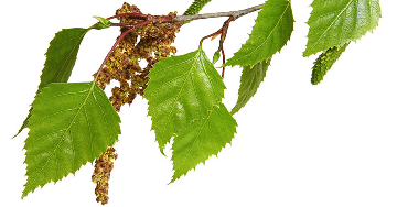 A nyírfapollen-allergia