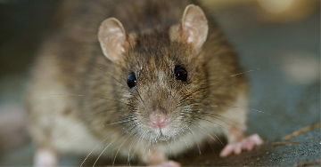 Mit érdemes tudni a pestisről?