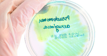 Pseudomonas baktériumok okozta fertőzések
