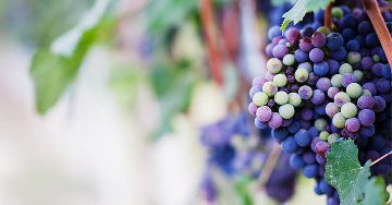 Rezveratrol - A hosszú élet molekulája vagy túlértékelt étrend-kiegészítő?