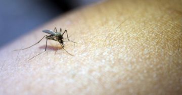 A szúnyogcsípés veszélyei és megelőzése