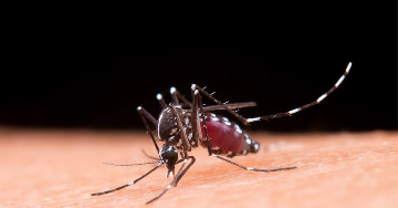 A legfontosabb kérdések a Zika-vírusról