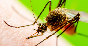 A filariázis (filariasis)