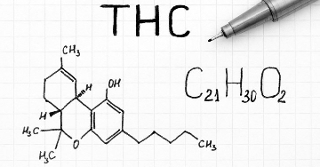 THC a szervezetben: kiürülés, lebomlás és egészségügyi szempontok