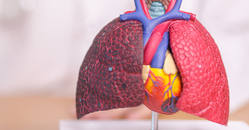 Hogyan károsítja a COPD a szívet?