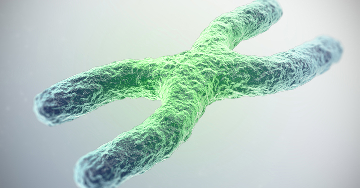 Martin-Bell-betegség: Az X kromoszóma törékenysége