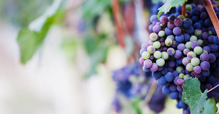 Rezveratrol