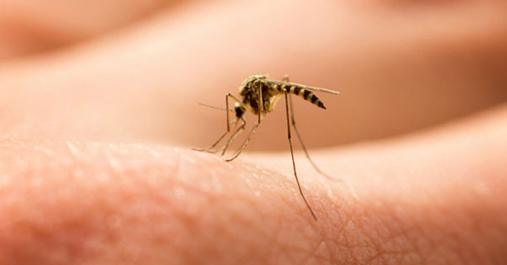 Szúnyogcsípés-allergia