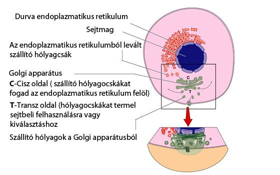 Golgi-készülék működése