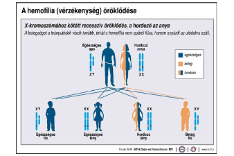 Mit tudhatunk a vérzékenységről?