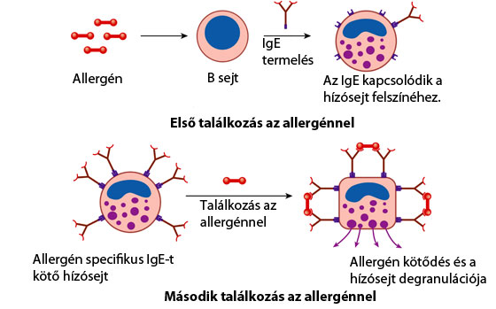 Allergiás immunválasz ábra