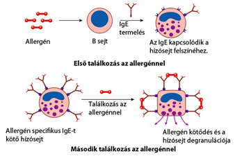 Allergiás reakció, immunválasz
