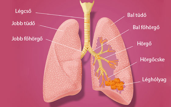 hogy tisztul a tüdő sürgősen hogyan kell leszokni a dohányzásról