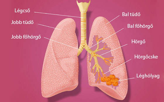 hogy tisztul a tüdő
