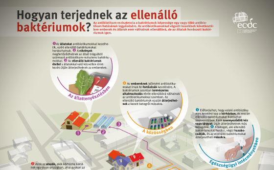 Antibiotikum-rezisztencia infografika