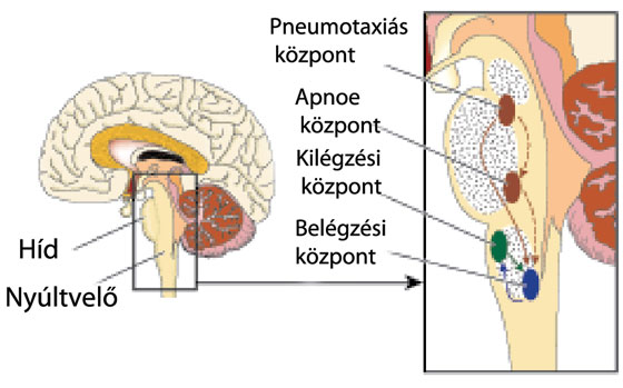 Légzőközpont az agyban